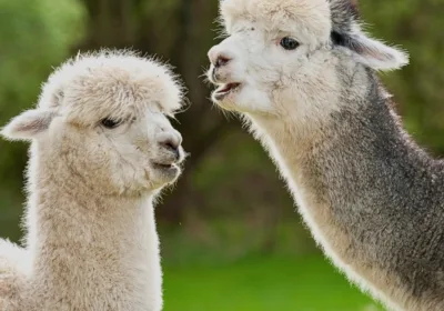 Alpaca Club Kundasang Guide: Fun Things to Do, Photo Spots & Travel Tips