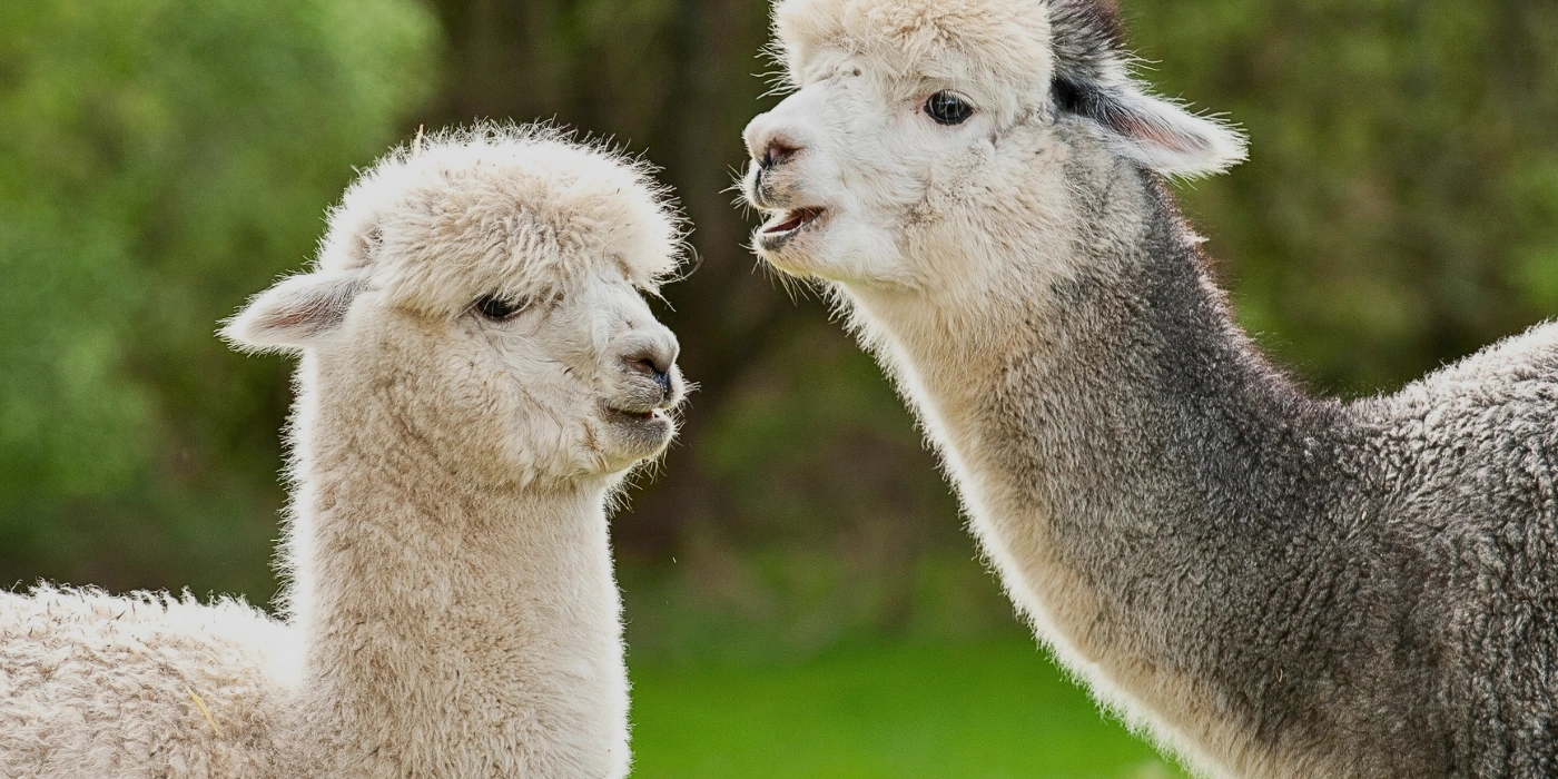 Two adorable, fluffy alpacas standing together at the Alpaca Club Kundasang, looking curious and friendly.