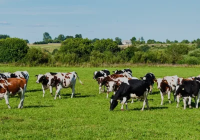 Desa Dairy Farm Kundasang Guide: Best Tips & Activities