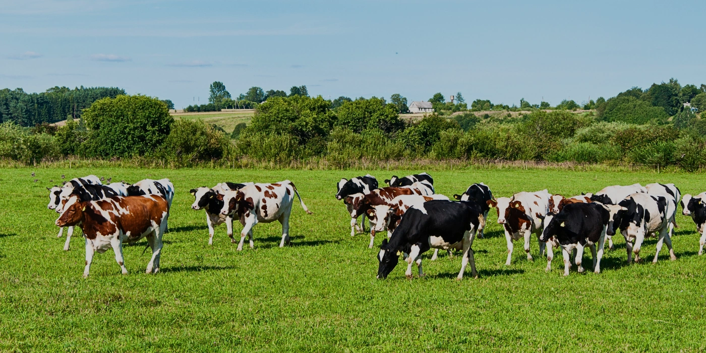 Dairy cows grazing on the green pastures of Desa Dairy Farm Kundasang with scenic mountain views in the background
