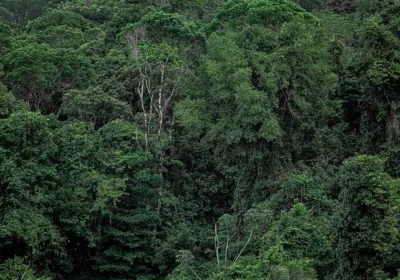 Kinabalu Park Kundasang Guide: Best Things to Do & Travel Secrets
