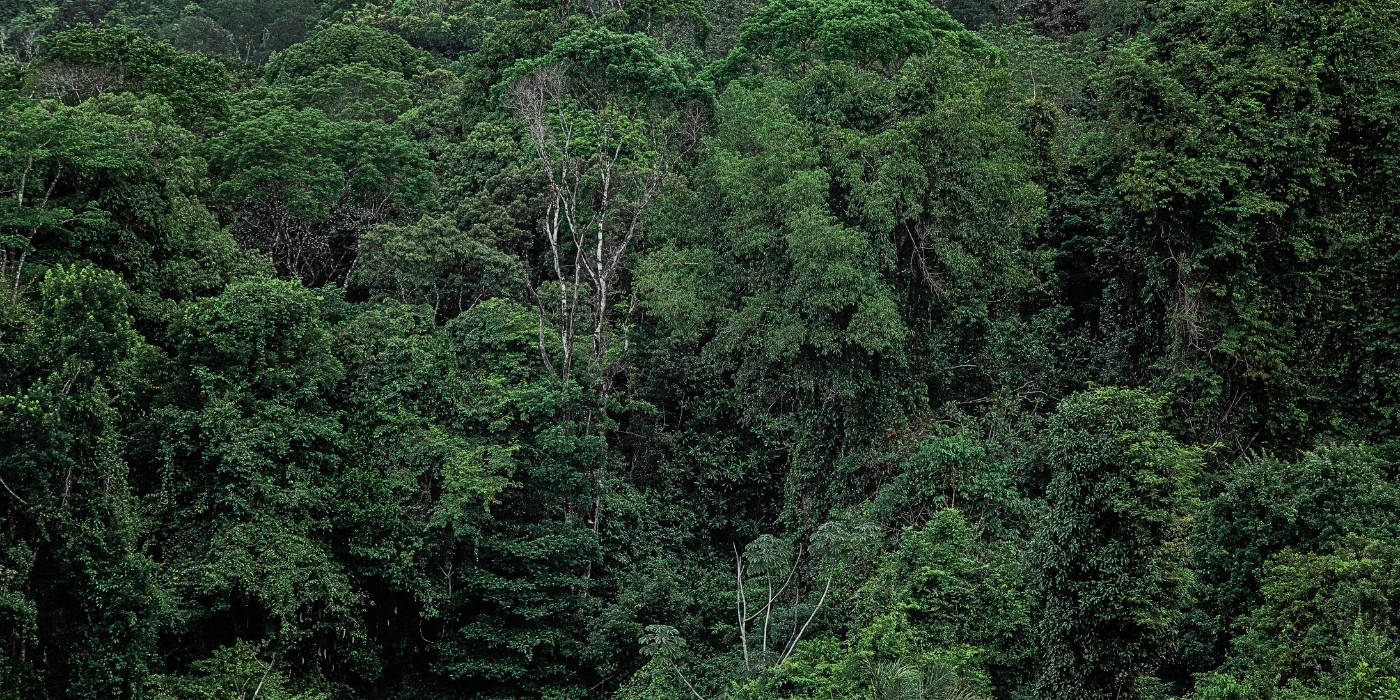 Dense, green forest view of Kinabalu Park Kundasang