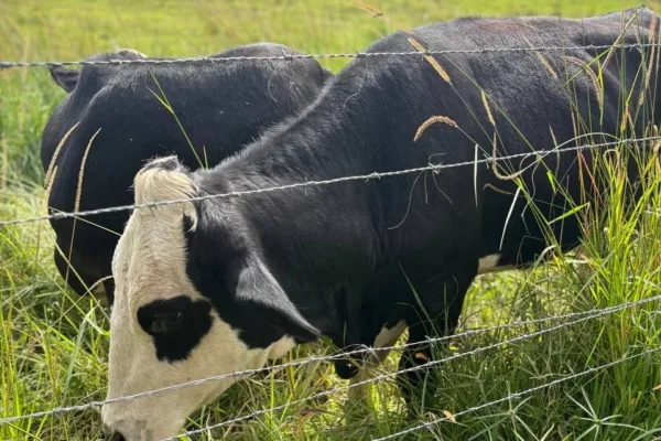 Kundasang Day Tour from Kota Kinabalu – Mount Kinabalu & Desa Dairy Farm