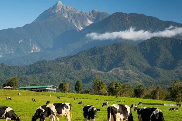 Kundasang Day Tour from Kota Kinabalu – Mount Kinabalu & Desa Dairy Farm