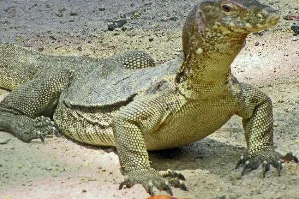 Sapi & Manukan Island Snorkeling Tour – Ultimate Island Hopping Experience in Kota Kinabalu