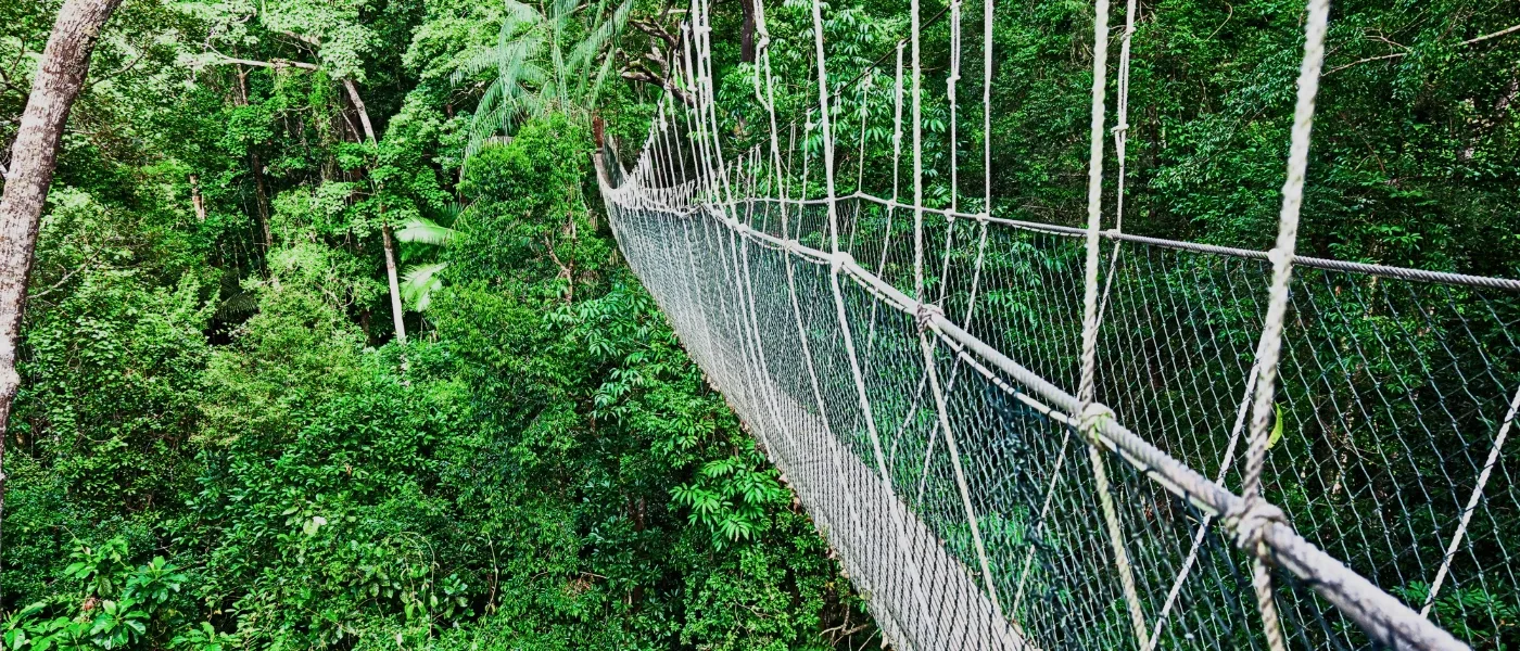 A long canopy bridge stretching through the forest at Poring