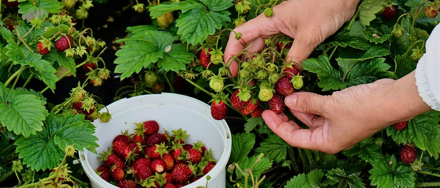 Strawberry Picking at Mesilau Highland Strawberry Farm