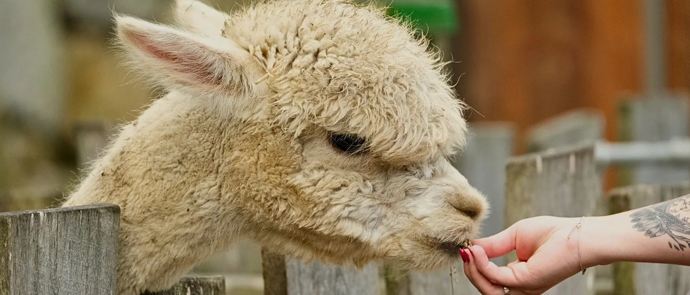 Visitor feeding an alpaca at the Alpaca Club in Kundasang.