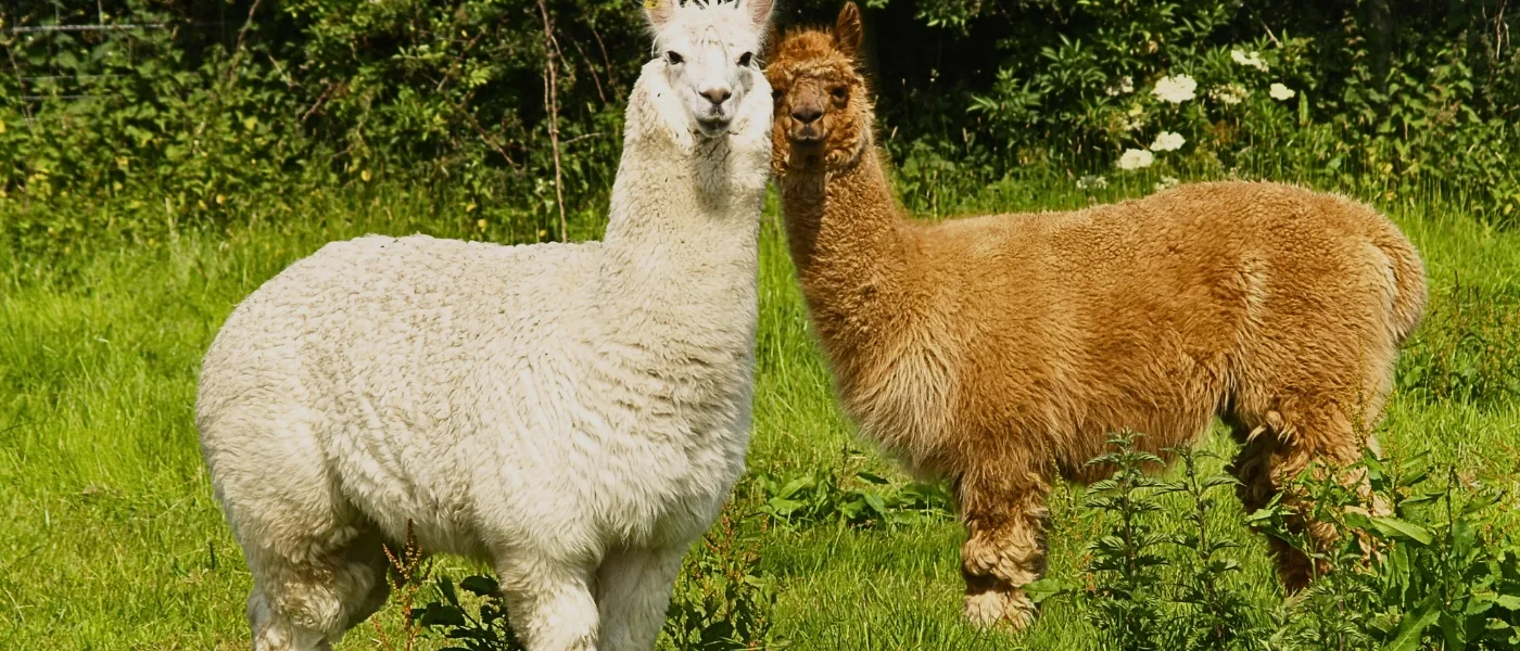 Two alpacas at Alpaca Club Kundasang standing on green pasture.