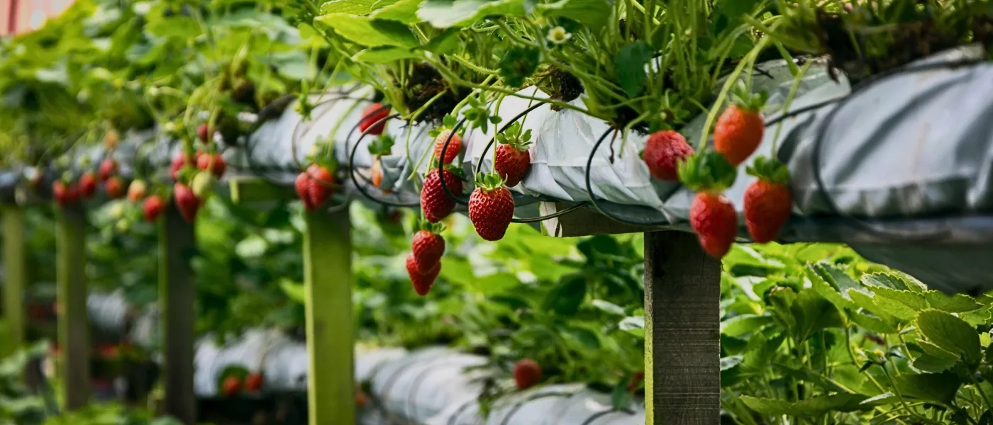 Ripe strawberries dangling on racks at Mesilau Highland Strawberry Farm in Kundasang.