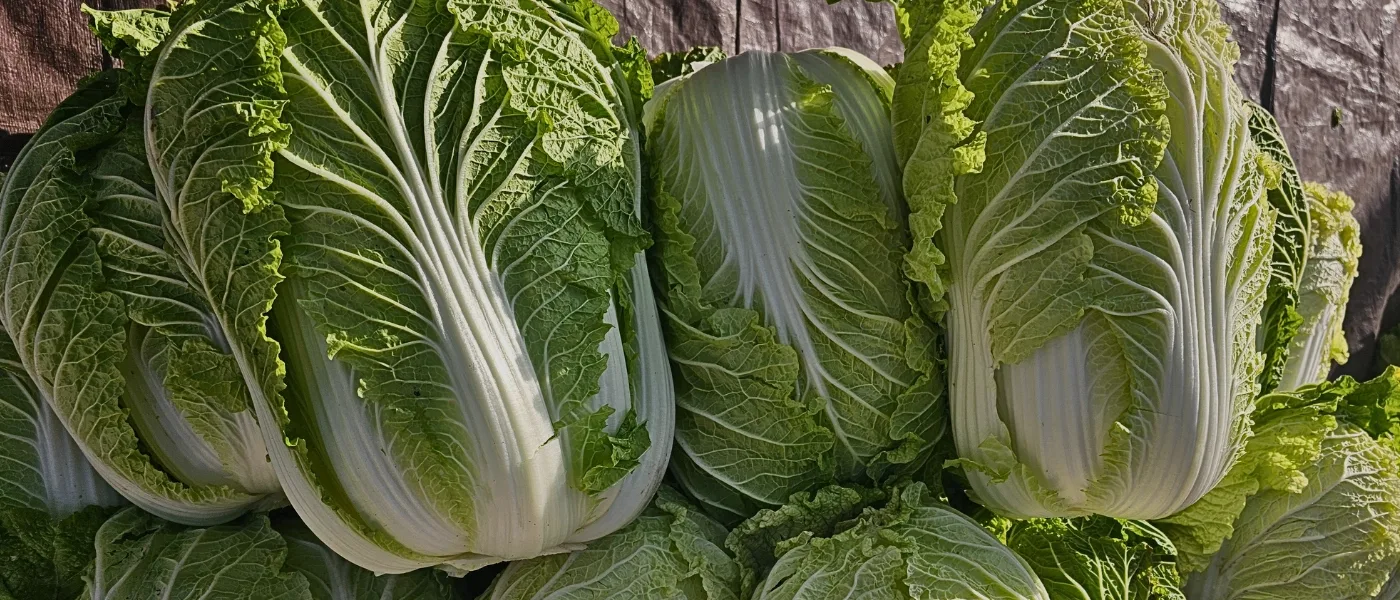 Fresh cabbages sold at the kundasang market