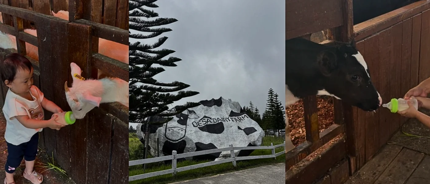 Desa Dairy Farm Highlights – Feeding, Views & Entrance Collage showing visitors feeding cows, the entrance sign of Desa Dairy Farm, and a misty scenic view of the cool Kundasang highlands.