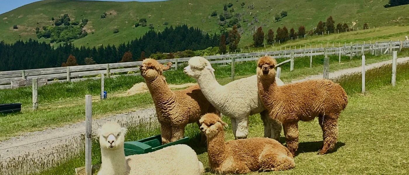 Alpacas at Alpaca Club Kundasang Alpacas standing in an open pen at Alpaca Club Kundasang with visitors nearby