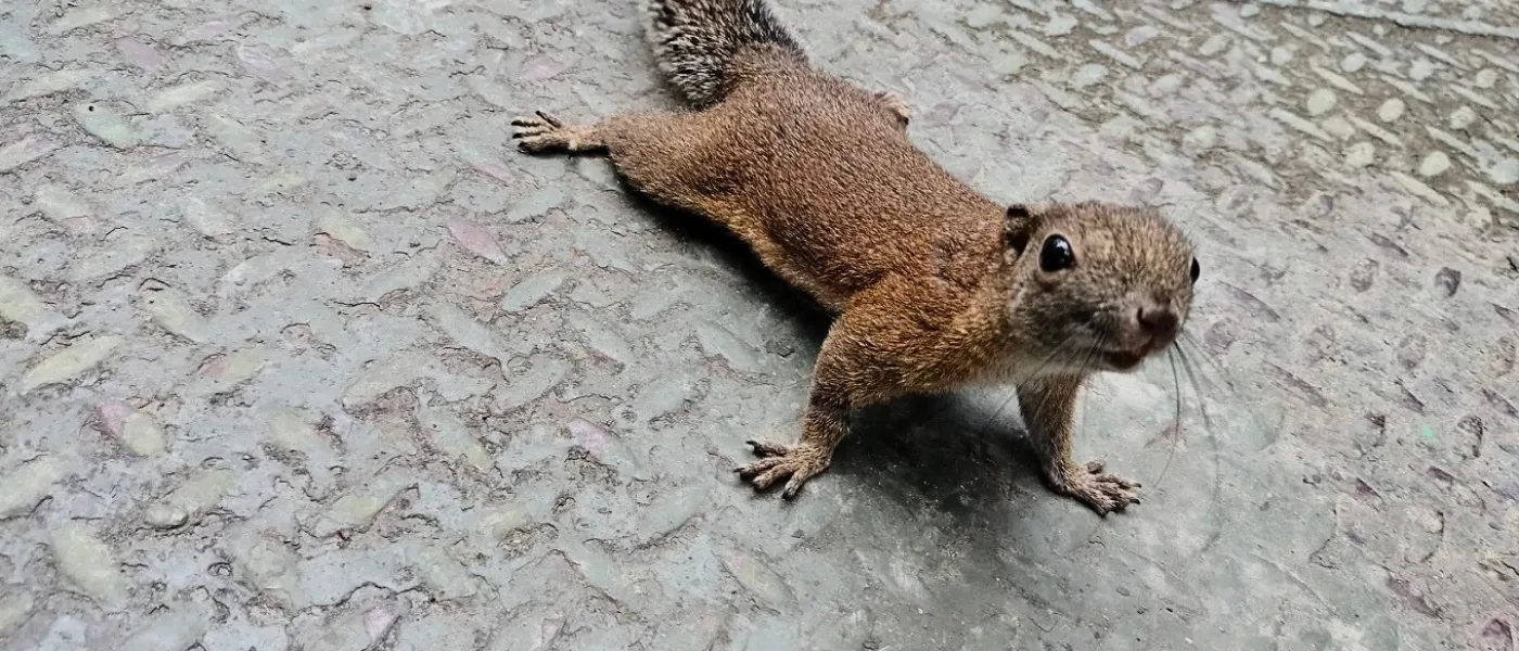 A squirrel spotted near the entrance of Kinabalu Park