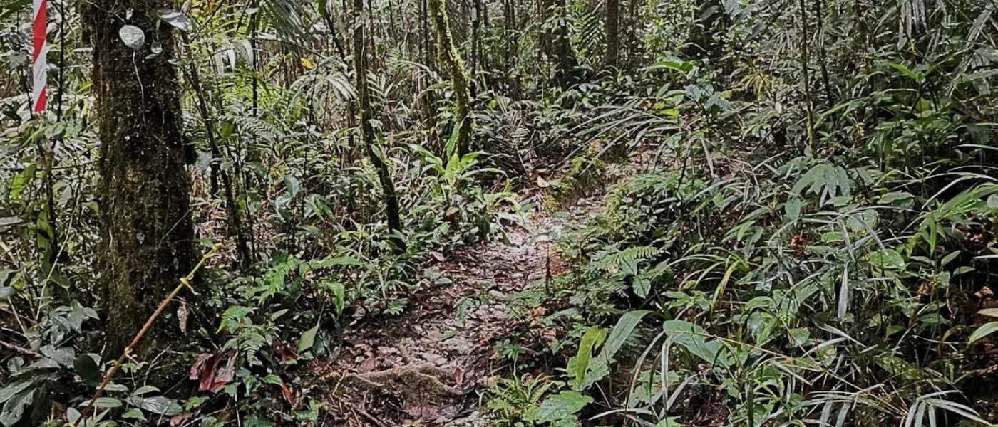 A lush forest path along a trekking trail in Kinabalu Park, surrounded by greenery.
