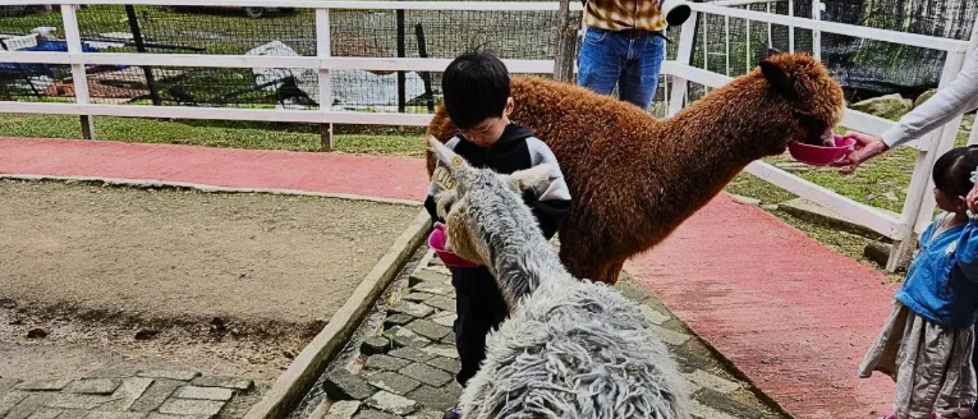 Visitors feeding alpacas at the Alpaca Club
