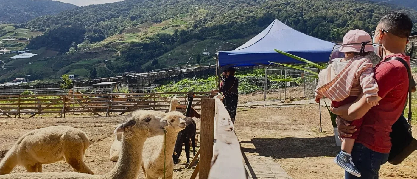 Families and visitors enjoying watching alpacas up close at the Alpaca Club fence