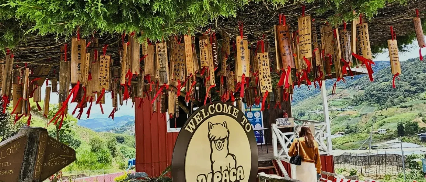 Signboard reading “Welcome to Alpaca Club” beneath a tree adorned with hanging chain decorations.