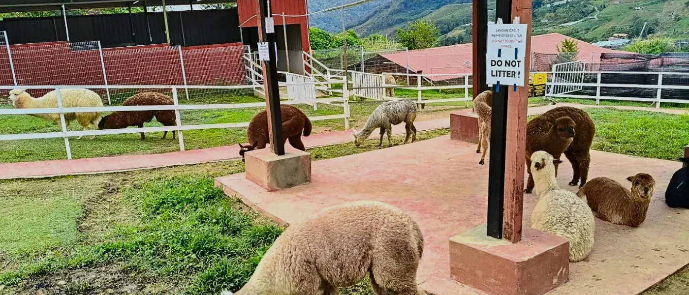 Alpacas roaming freely at the Alpaca Club, best visited in the early hours for a peaceful experience.