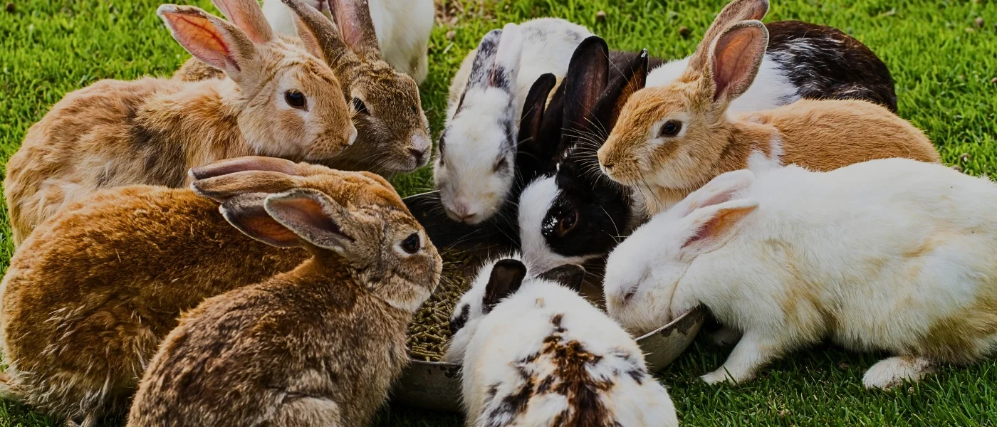 Rabbits at Arnab Village Kundasang Rabbits in a grassy field at Arnab Village Kundasang