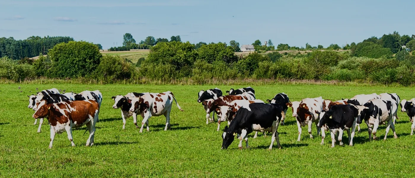 Dairy cows grazing on the green pastures of Desa Dairy Farm Kundasang with scenic mountain views in the background