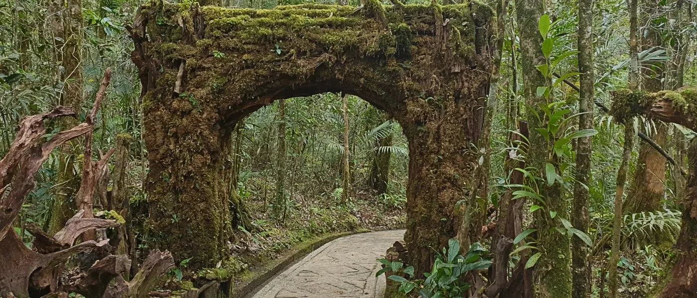 A lush green archway covered in plants inside the Botanical Garden at Kinabalu Park.