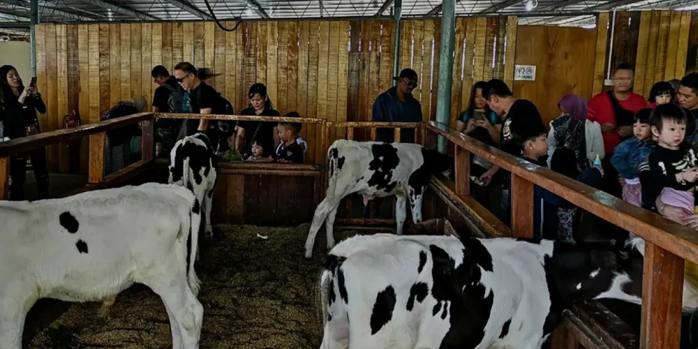 Tourists petting and feeding young calves at Desa Dairy Farm in Kundasang