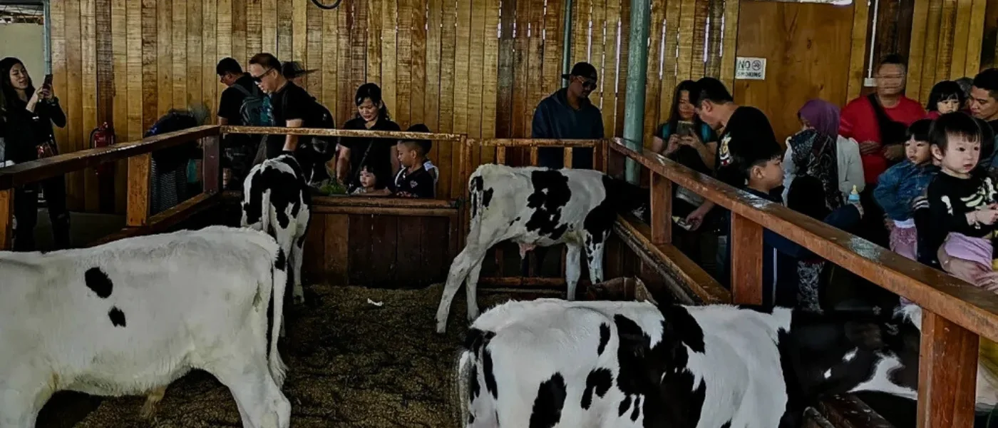 Tourists petting and feeding young calves at Desa Dairy Farm in Kundasang