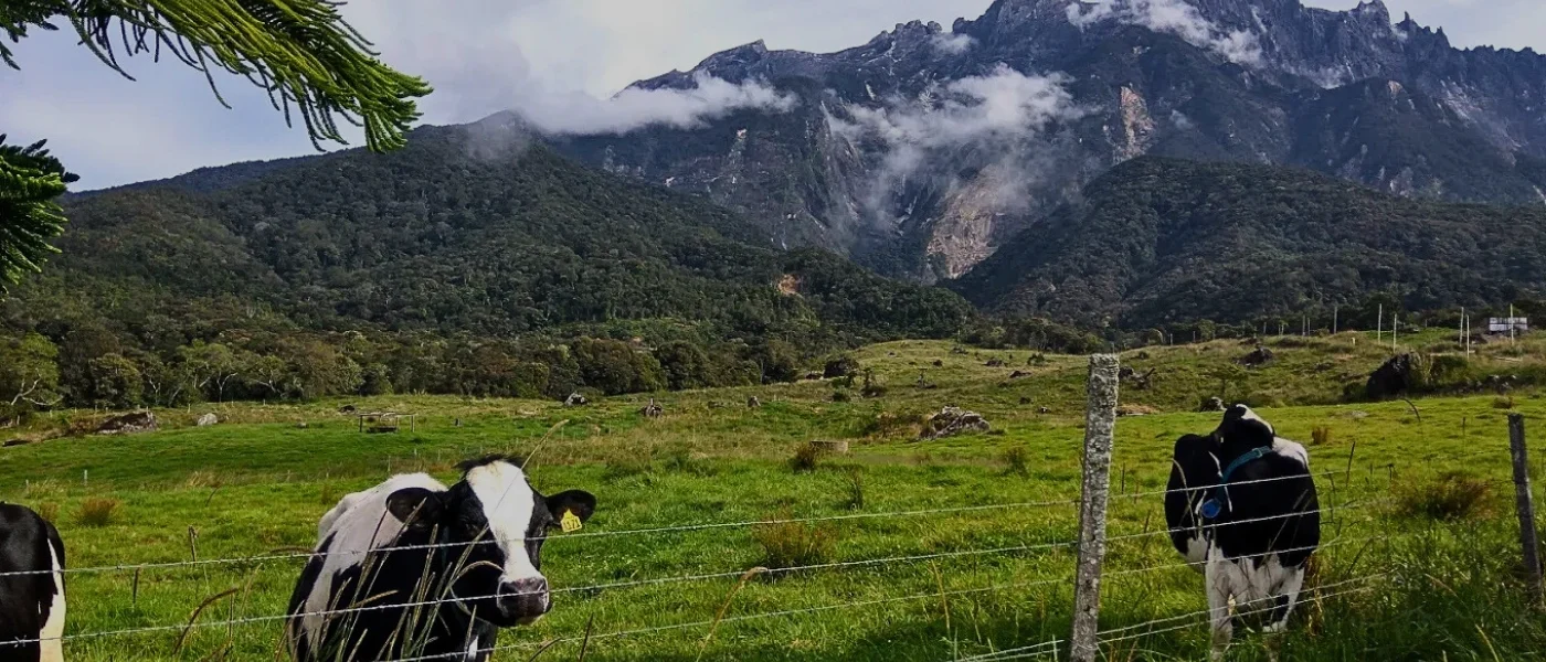 Desa Dairy Farm with Mount Kinabalu in the Background Cows grazing at Desa Dairy Farm with Mount Kinabalu visible in the background