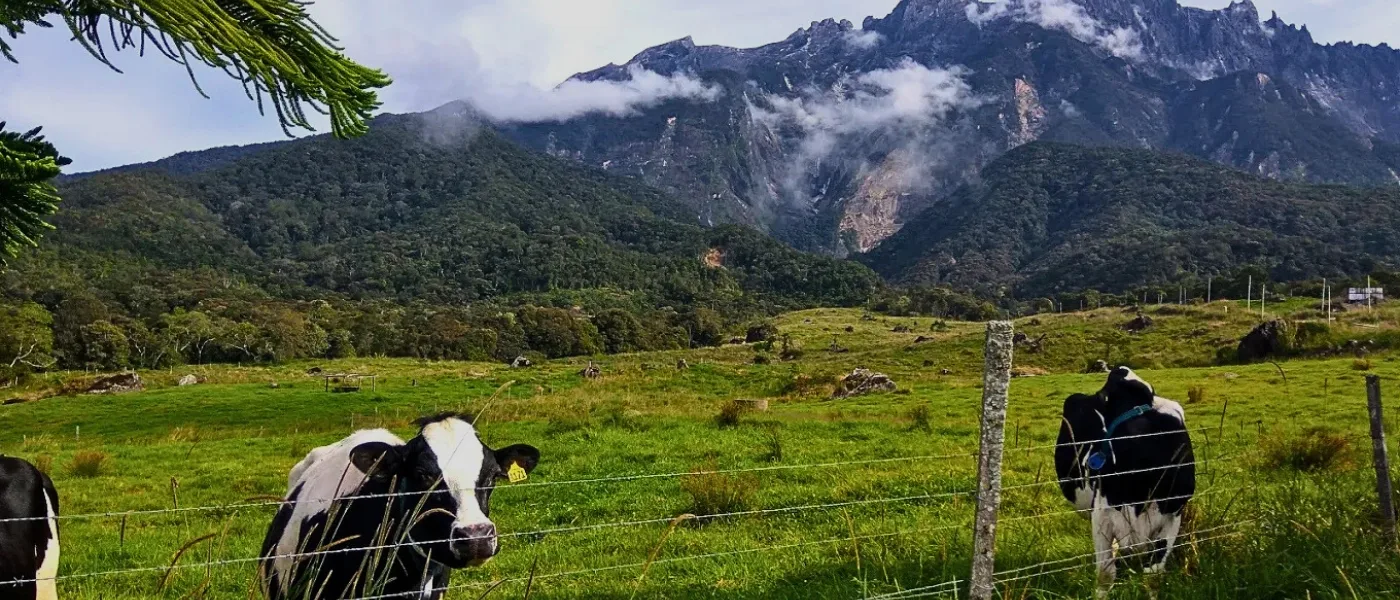 Cows grazing at Desa Dairy Farm with Mount Kinabalu in the background