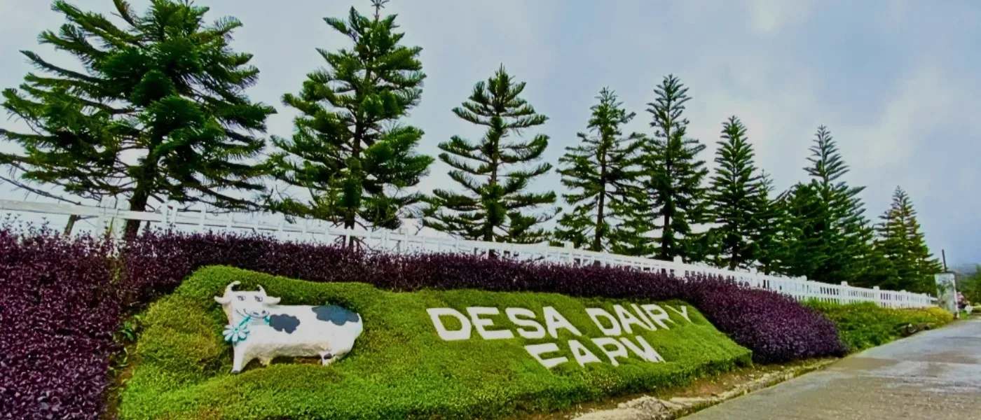 Cow-themed sign at the entrance of Desa Dairy Farm Kundasang, surrounded by pine trees and landscaped greenery