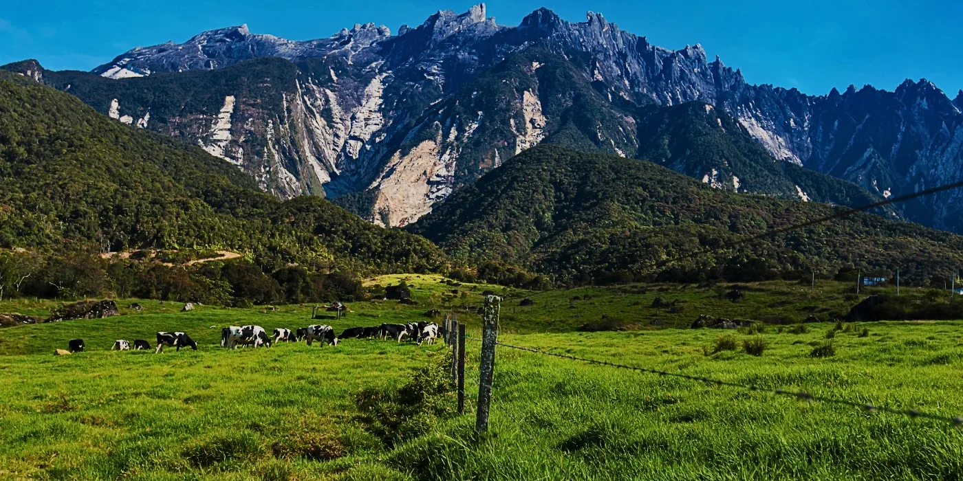 Panoramic view of Desa Dairy Farm with cows grazing on green pastures and Mount Kinabalu in the background.
