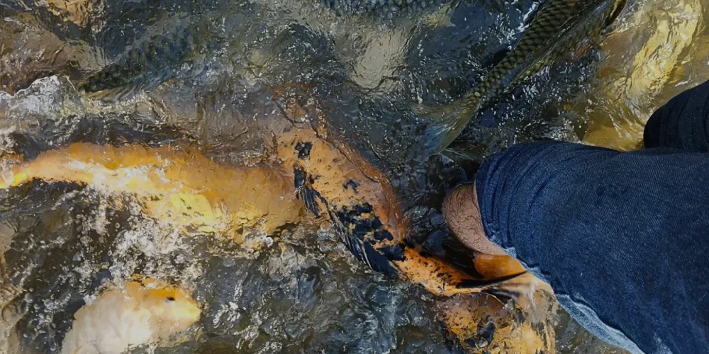 Man soaking his feet in a pool at Marakau Fish Spa with fish swimming around
