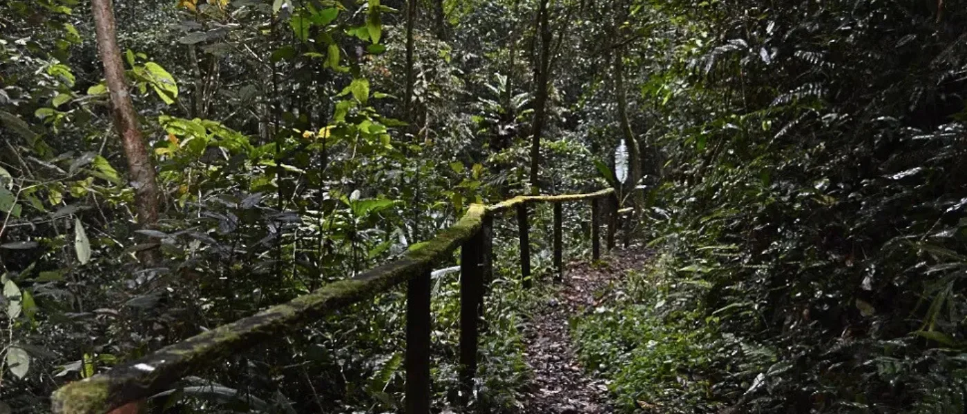 Forest trail in Kinabalu Park with moss-covered wooden handrail surrounded by lush greenery.