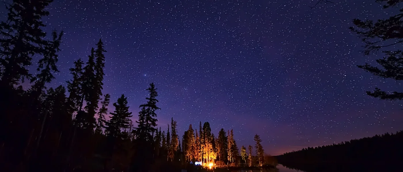 Starry night sky at Kinabalu Park with tree silhouettes in the foreground, viewed from below.