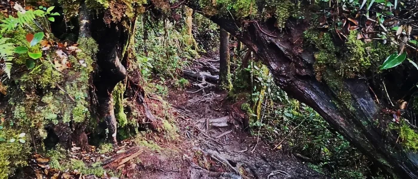 A view of the Maragang Hill Trail, surrounded by lush forest, with a moderately steep path.