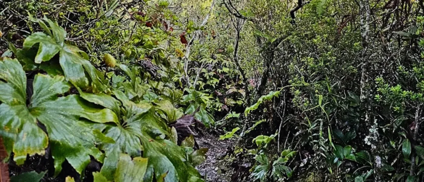 A lush forest trail at Maragang Hill