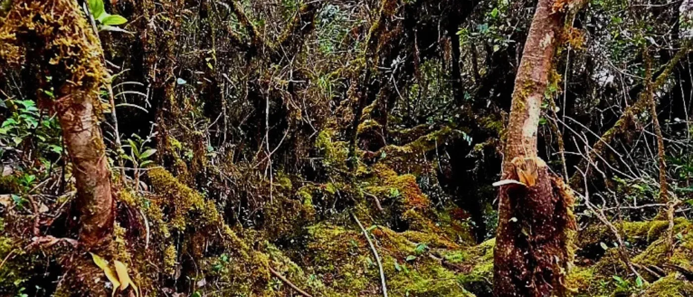 Tinorindak Hill trail surrounded by lush forest